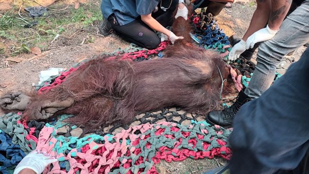 : Satu individu orangutan jantan dewasa yang ditemukan dalam kondisi lemah di kebun sawit masyarakat di Dusun 1 Sempurna, Desa Kuala Satong, Kecamatan Matan Hilir Utara, Kabupaten Ketapang, Kalimantan Barat. (Foto: Humas Kemenhut)