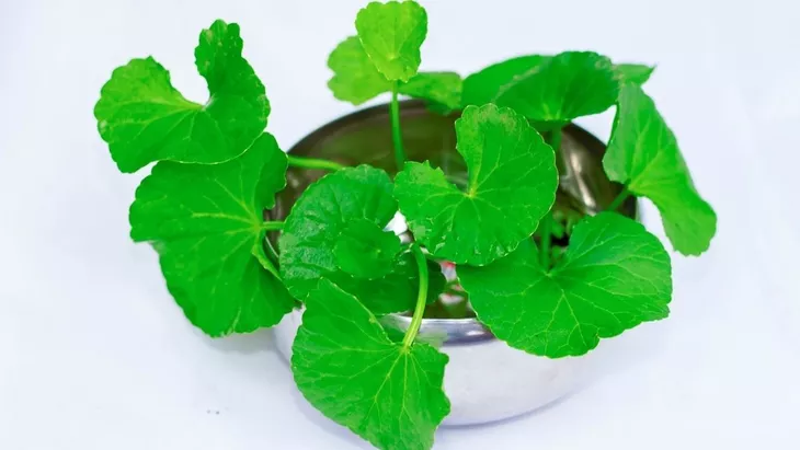 Kencur Hitam dan Daun Pegagan Mampu Mengurangi Radang Saraf Mata