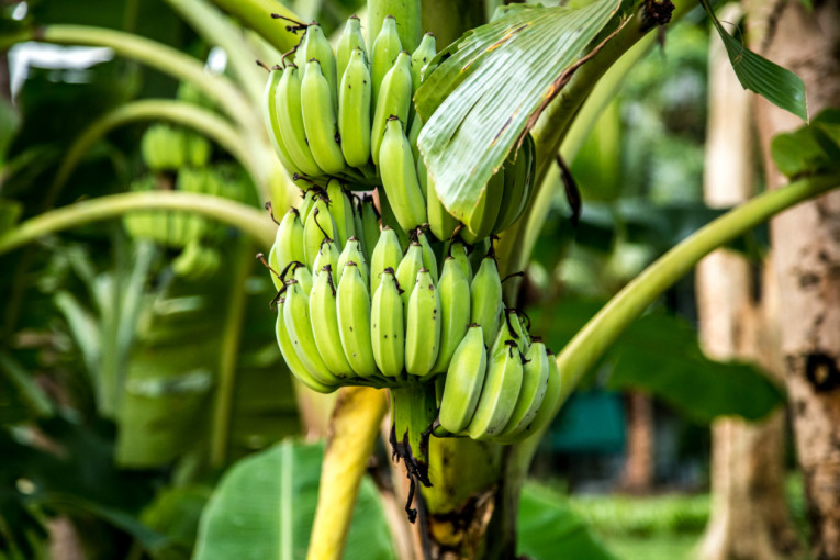 Manfaatkan Tempe dan Pisang Lokal, UGM dan BRIN Kembangkan Pangan Lokal Cegah Stunting Berbasis Komunitas