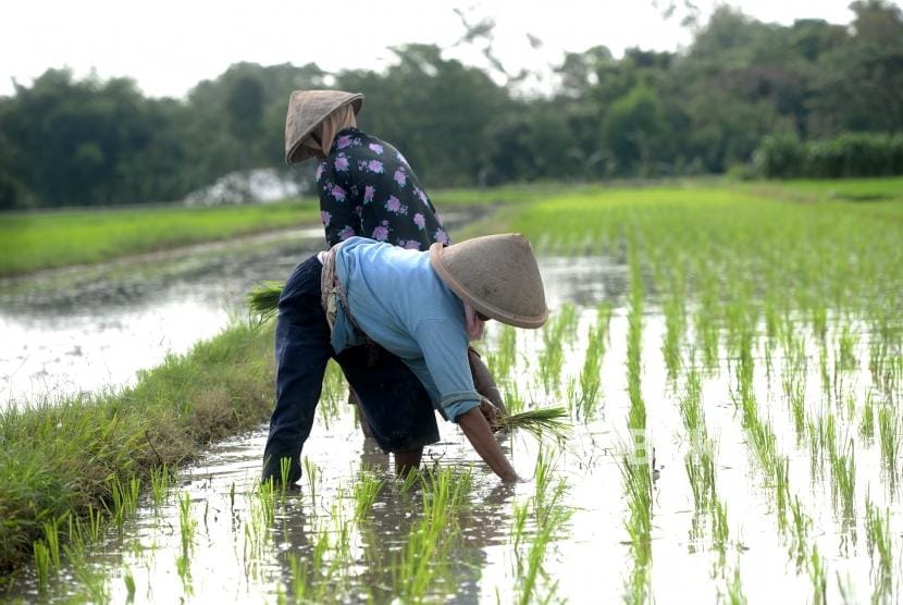 Pakar Minta Petani harus Beradaptasi dengan Perubahan Iklim