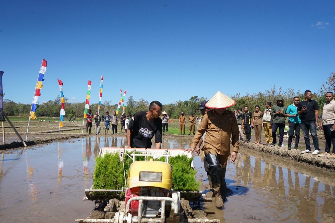 : Wakil Bupati Belu, Vicente Hornai Gonsalves, melakukan penanaman padi secara simbolis menggunakan mesin rice transplanter dalam rangka peningkatan Indeks Pertanaman (IP) di lokasi optimalisasi lahan musim tanam II di Dusun Haekrit, Desa Manleten Barat, Kecamatan Tasifeto Timur,. (foto: MC Belu)