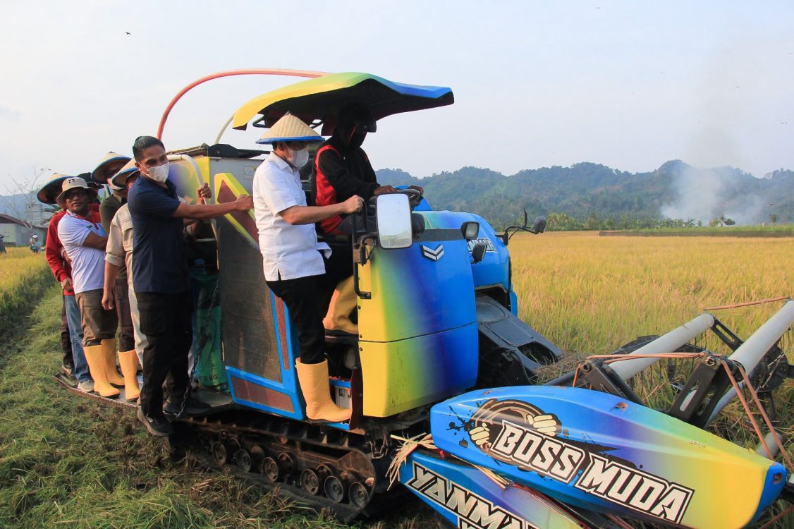 : Penguatan sektor pertanian serta penyediaan benih unggul berumur genjah menjadi pilar vital dalam mewujudkan ketahanan pangan daerah sekaligus meningkatkan kesejahteraan para petani. Pemkab Parigi Moutong menggelar panen raya padi, Selasa (18/8/2026).