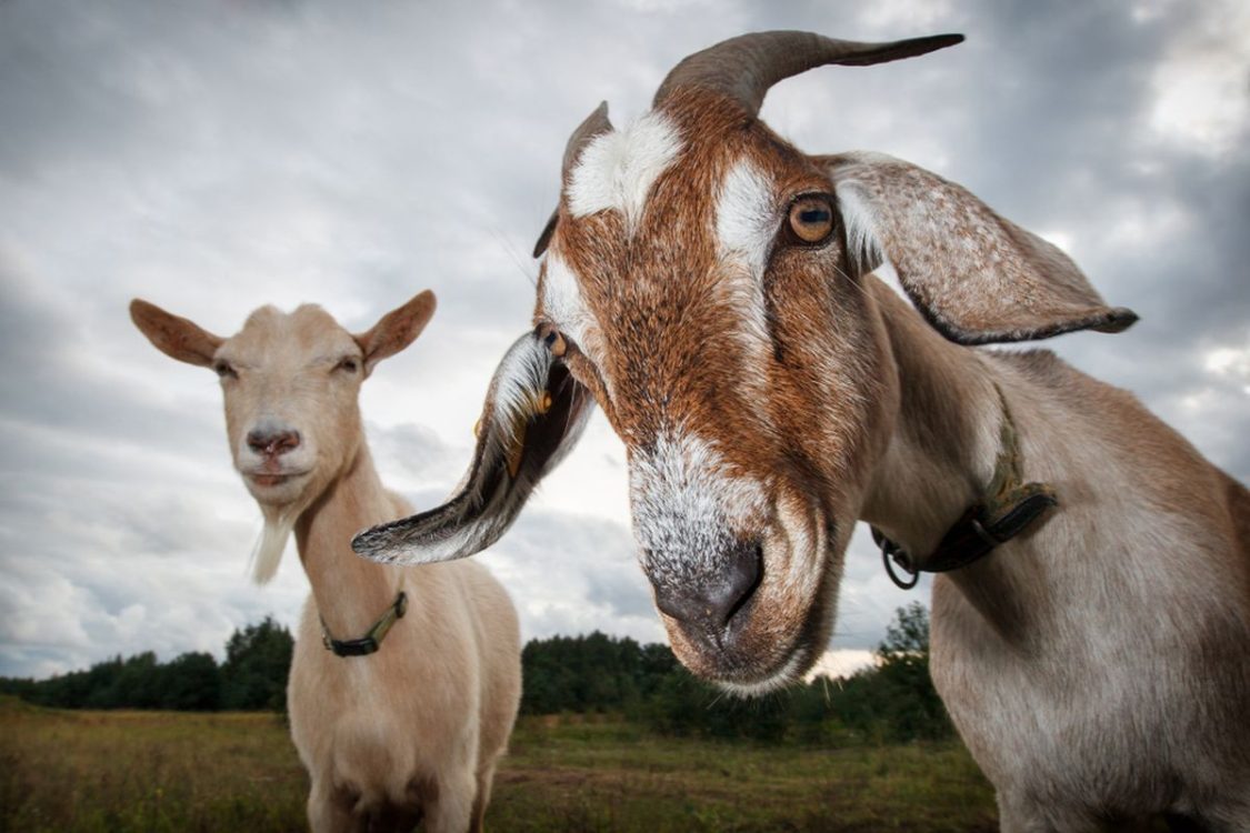 Peneliti UGM Ungkap Potensi Kolagen Kulit Kambing dan Domba untuk Antioksidan dan Penurun Tensi