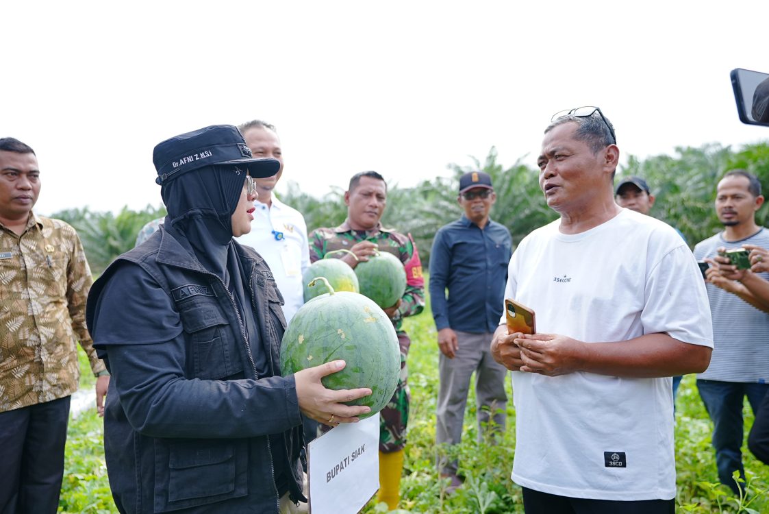 : Bupati Siak Afni Z melakukan panen semangka di Sungai Apit, Siak, Kamis, (20/8/2026)/ (Alonk/MC Siak)