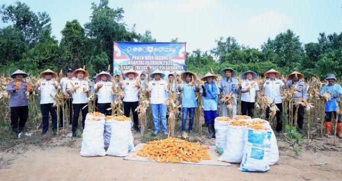 Polda Banten Panen 20 Ton Jagung di Atas Lahan 10 Hektare