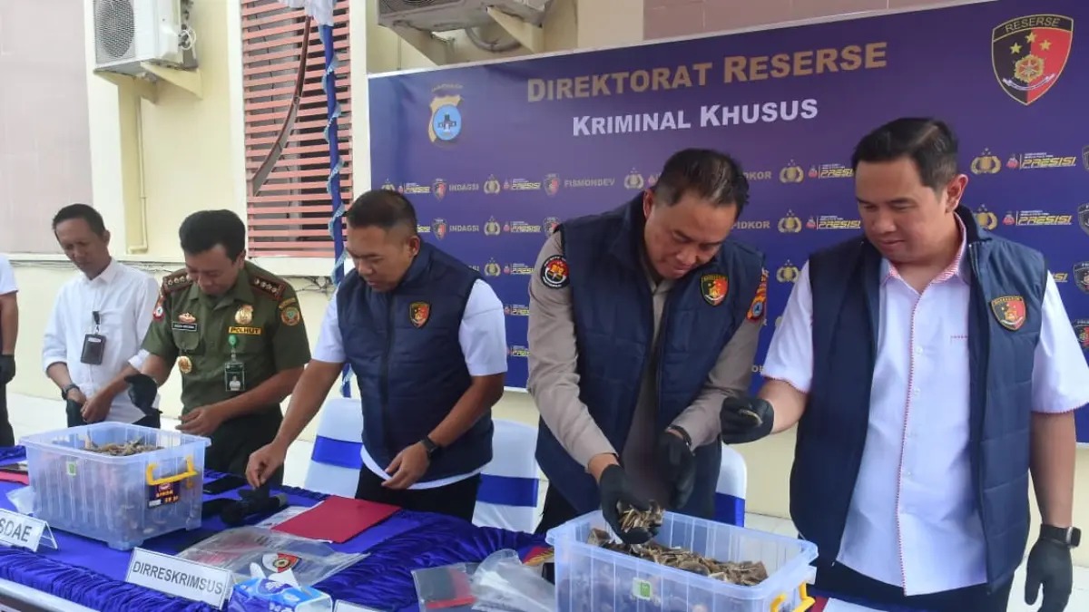Polda Kalsel Gagalkan Penyelundupan 64 Kg Sisik Trenggiling