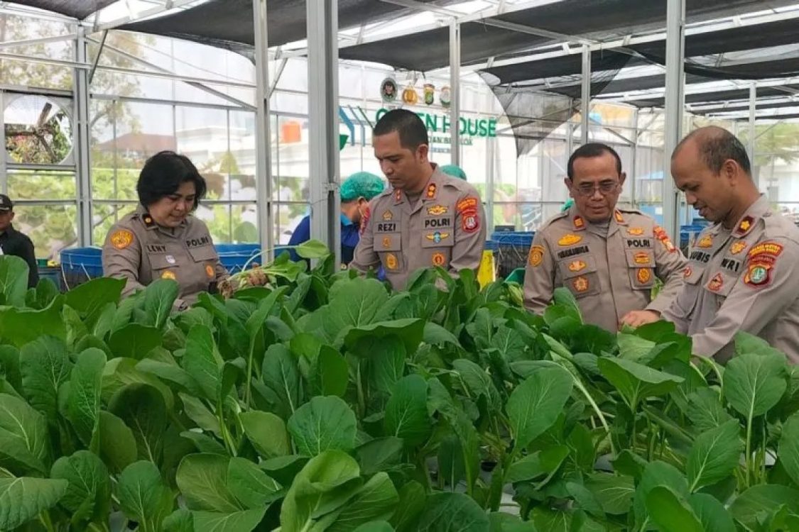 Polda Metro Jaya Panen 82 kg Pakcoy Untuk Bahan Baku MBG
