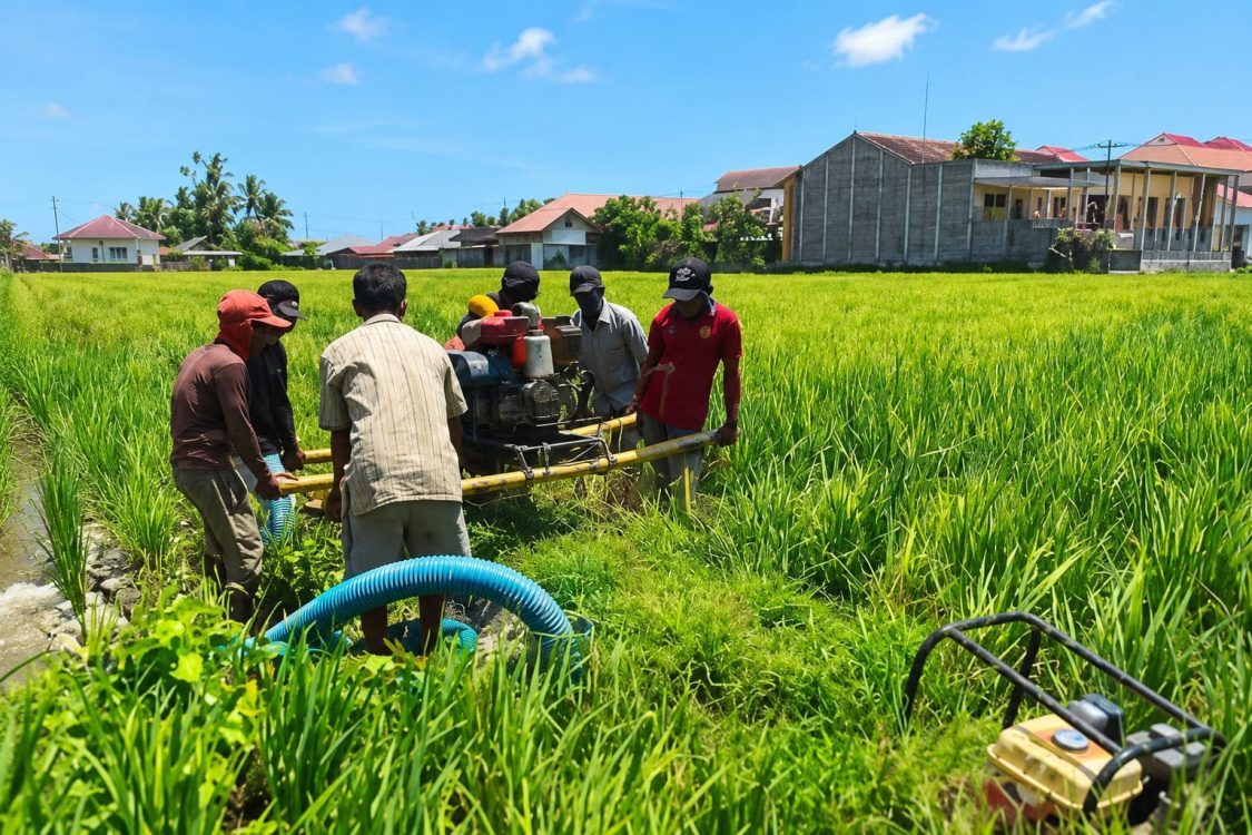 : Pompanisasi yang dilakukukan UPTD Balai Perlindungan Tanaman Pangan dan Hortikultura (Balintan) Provinsi Gorontalo melakukan penanganan Dampak Perubahan Iklim (DPI). (foto Oman)