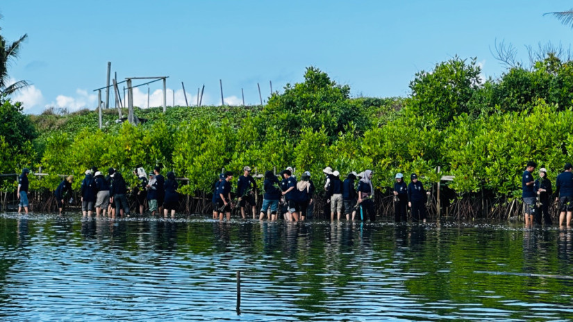 Restorasi Lingkungan, HMP UGM Tanam 1.000 Mangrove di Pesisir Kulon Progo