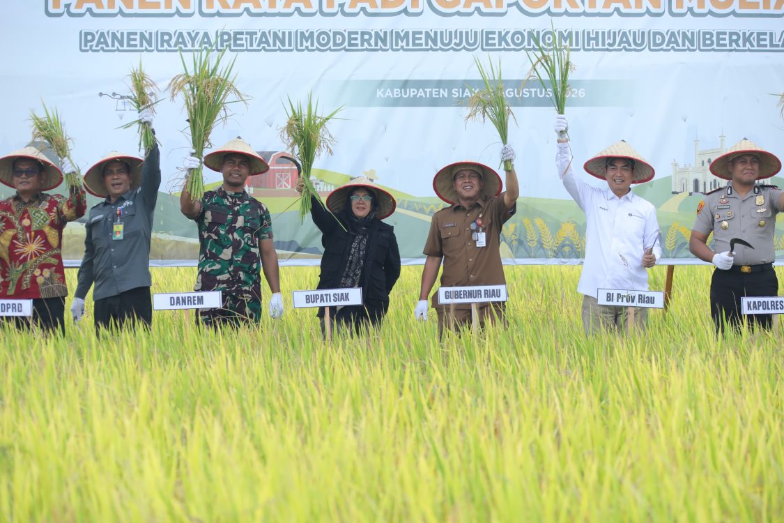 : Bupati Siak, Afni Zulkifli Panen Raya Padi Gapoktan Mulia Tani Binaan Bank Indonesia, Provinsi Riau, di Kampung Jayapura, Kecamatan Bungaraya, Kabupaten Siak, Provinsi Riau. Senin (3/8/2026)/Agi/Humas Siak