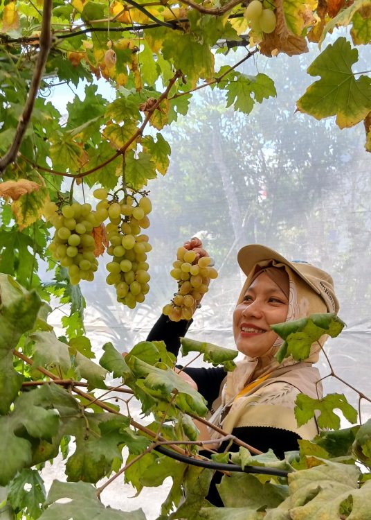 : Sektor pertanian kini hadir lebih interaktif dan bernilai tambah lewat sensasi panen buah langsung dari pohonnya. KWT Mekar Mulyo Sleman memanfaatkan potensi petik anggur sebagai wujud inovasi pertanian perkotaan sekaligus ruang pemberdayaan perempuan, Kamis (6/8/2026).