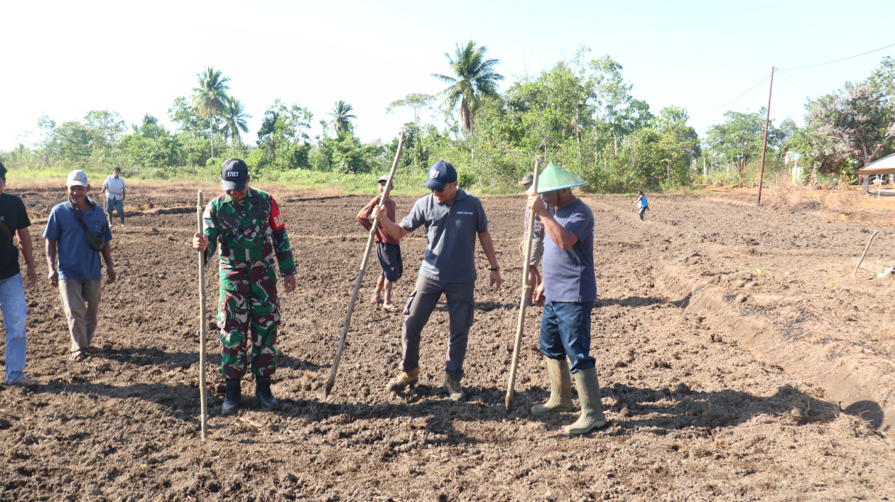 UGM Kembangkan Demplot Padi Gamagora di Lahan Tadah Hujan Merauke
