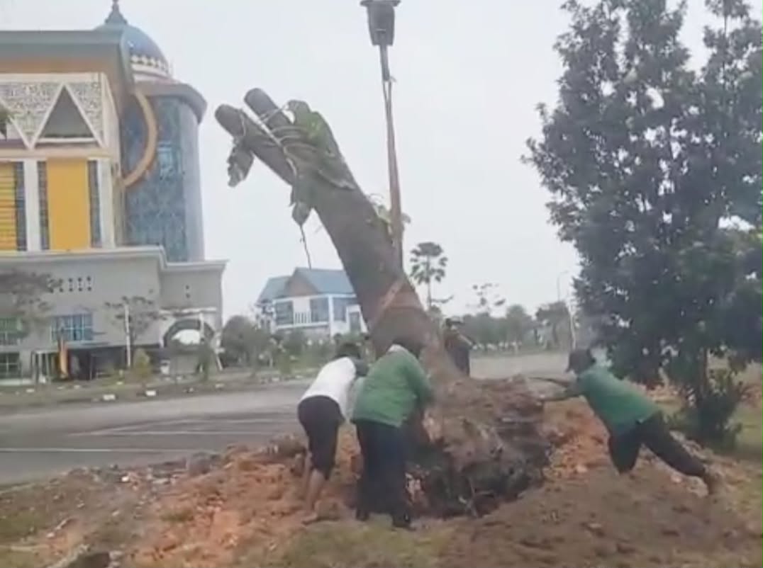 : Pemindahan pohon ke Komplek Perkantoran Pemerintah Pekanbaru, Tenayan Raya. - Foto: Mc.Pekanbaru