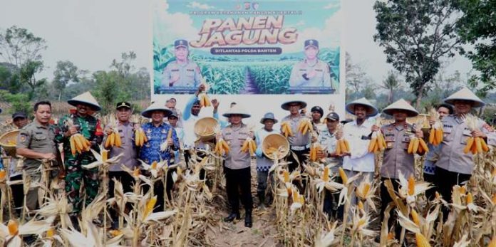 Ditlantas Polda Banten Panen Jagung 3 Ha, Wujud Nyata Polri Dukung Ketahanan Pangan