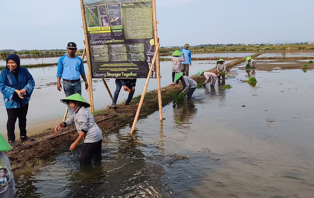 : Sejumlah petani melakukan tanam padi di kawasan pesawahan peisir Kabupaten Batang.