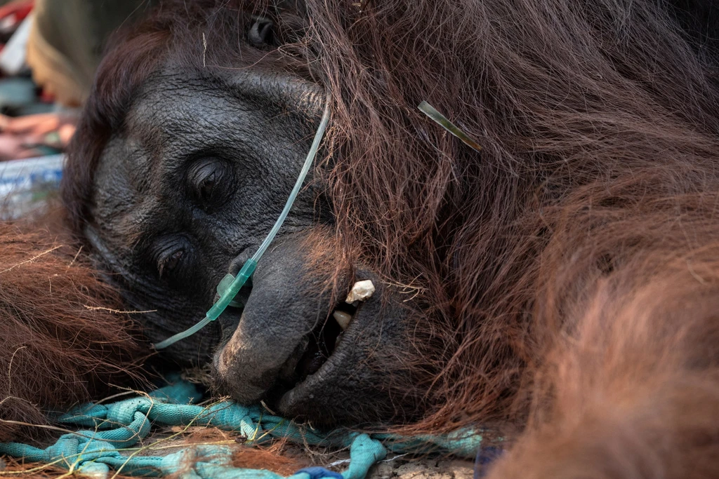 Karhutla Makin Parah, Guru Besar UGM Ingatkan Ancaman Punahnya Habitat Orangutan