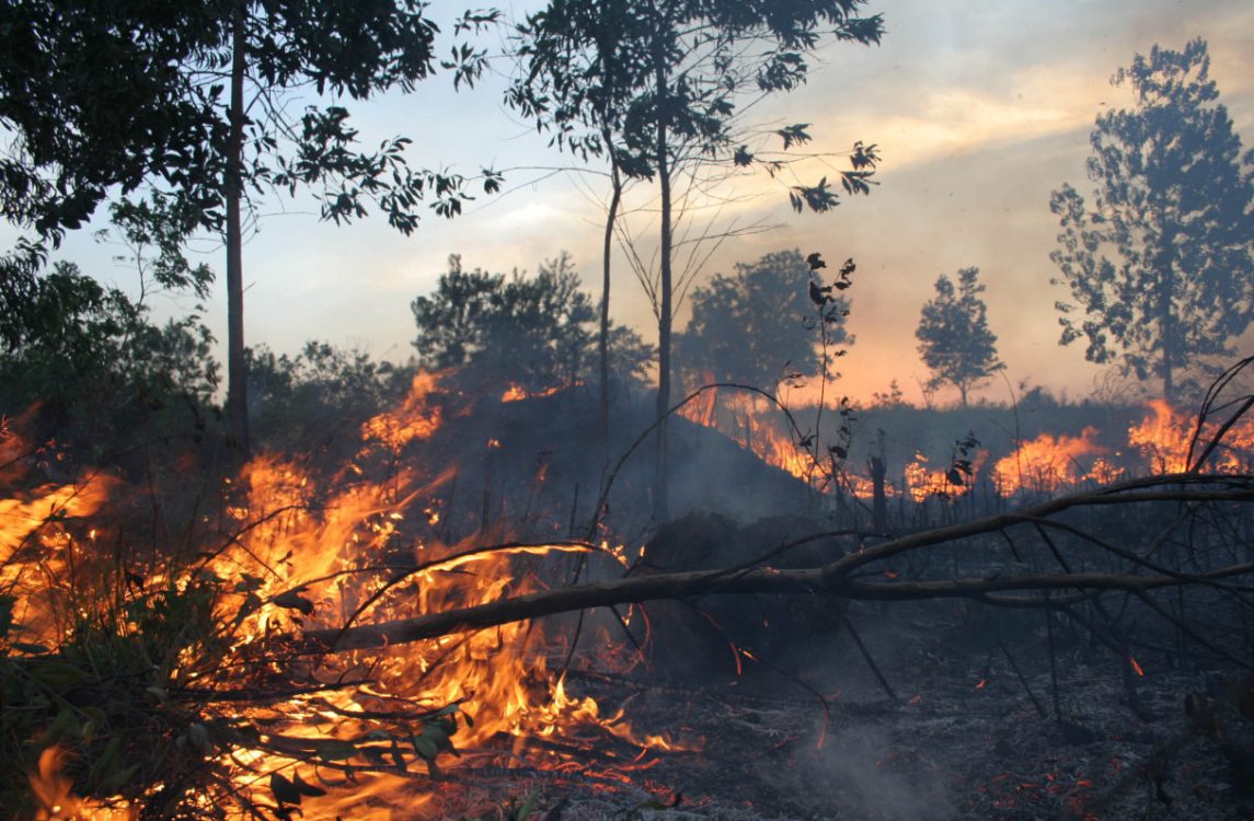 Karhutla Marak di Area Konsesi, Akademisi UGM Soroti Rendahnya Kepatuhan Pengelola
