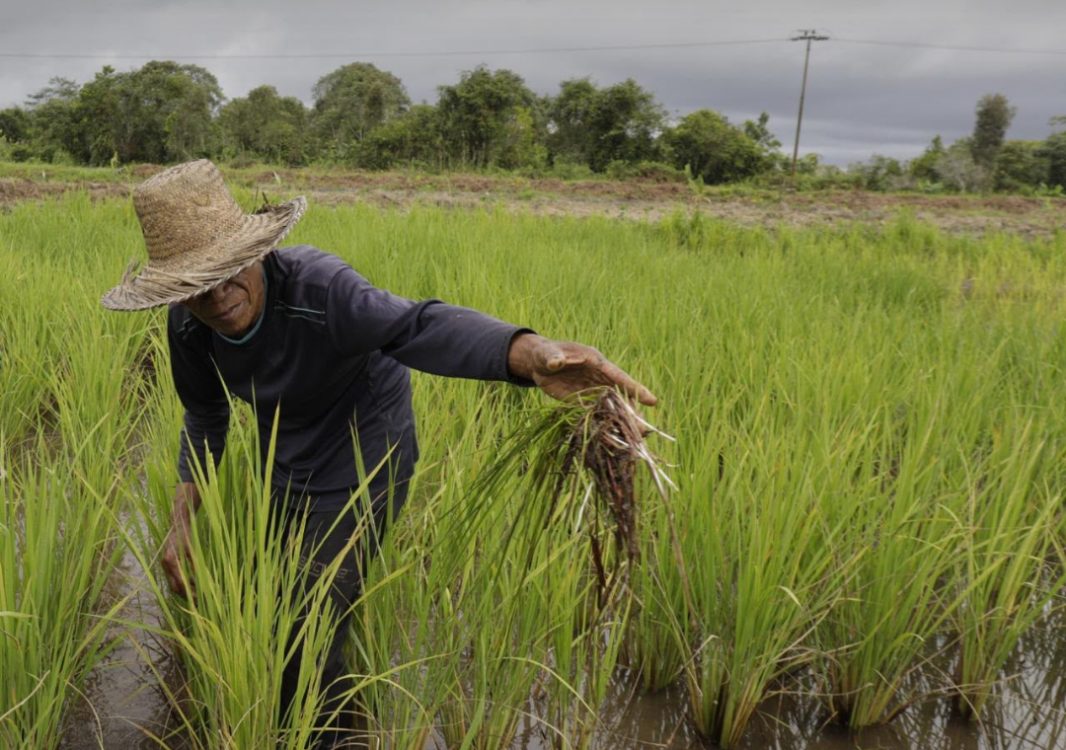 : Kementerian Pertanian (Kementan) menyiapkan Asuransi Usaha Tani Padi (AUTP) untuk melindungi 100 ribu hektare lahan pertanian pada 2026. Program ini menjadi salah satu langkah pemerintah mengantisipasi risiko gagal panen akibat kekeringan, banjir, maupun serangan organisme pengganggu tumbuhan (OPT) di tengah potensi El Nino. (Dok. Kementan)