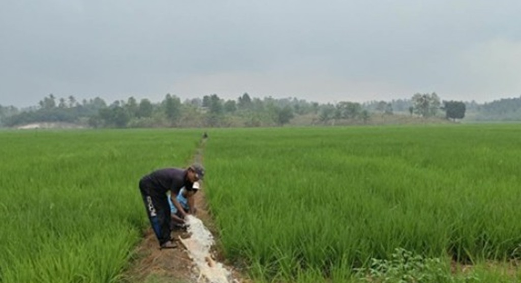 : Kementerian Pekerjaan Umum (PU) melalui Balai Besar Wilayah Sungai (BBWS) Mesuji Sekampung melakukan penanganan kekeringan pada lahan pertanian di Kabupaten Lampung Selatan, Provinsi Lampung, dengan mengerahkan dua unit pompa untuk mengalirkan air ke area persawahan seluas sekitar 35 hektare.. (foto: Humas Kemen PU)