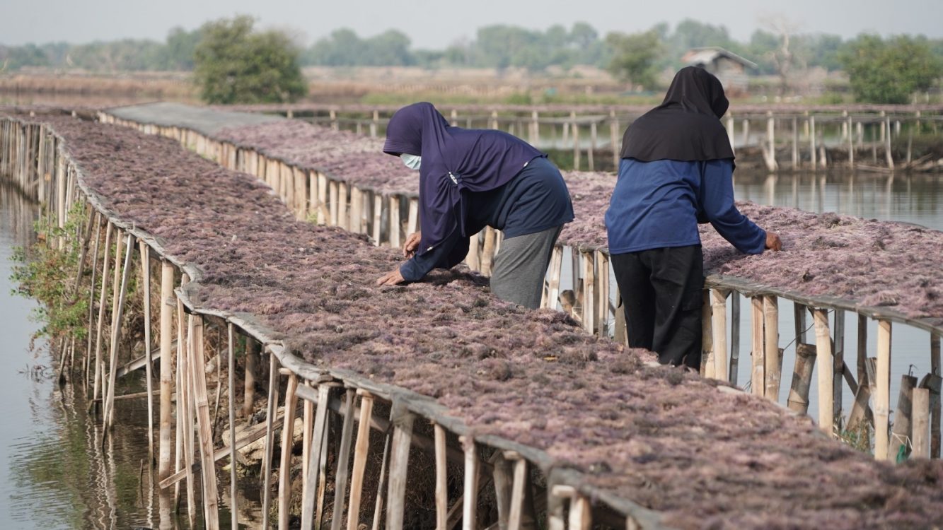 : Kementerian Kelautan dan Perikanan (KKP) bersama UNDP Indonesia berkolaborasi meningkatkan produktivitas budi daya rumput laut Gracilaria di Sidoarjo, Jawa Timur, dengan melakukan rehabilitasi tambak, penyediaan bibit unggul, penguatan sarana produksi dan pascapanen, hingga mendorong investasi di bidang pengolahan. (Dok. KKP)