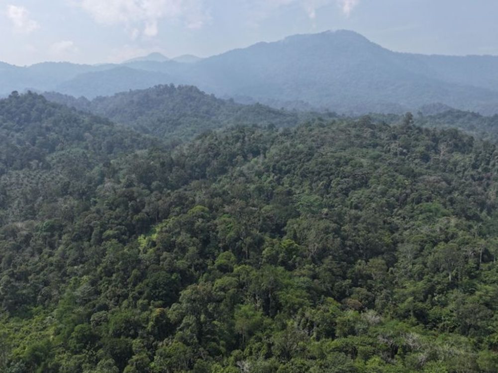 : ilustrasi kawasan hutan tropis di Indonesia. (Foto: Humas Kemenhut)