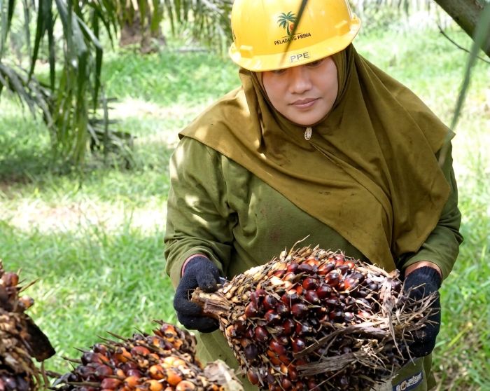 : Ilustrasi foto perempuan sedang bekerja di perkebunan kelapa sawit. (Sumber: KemenPPPA)