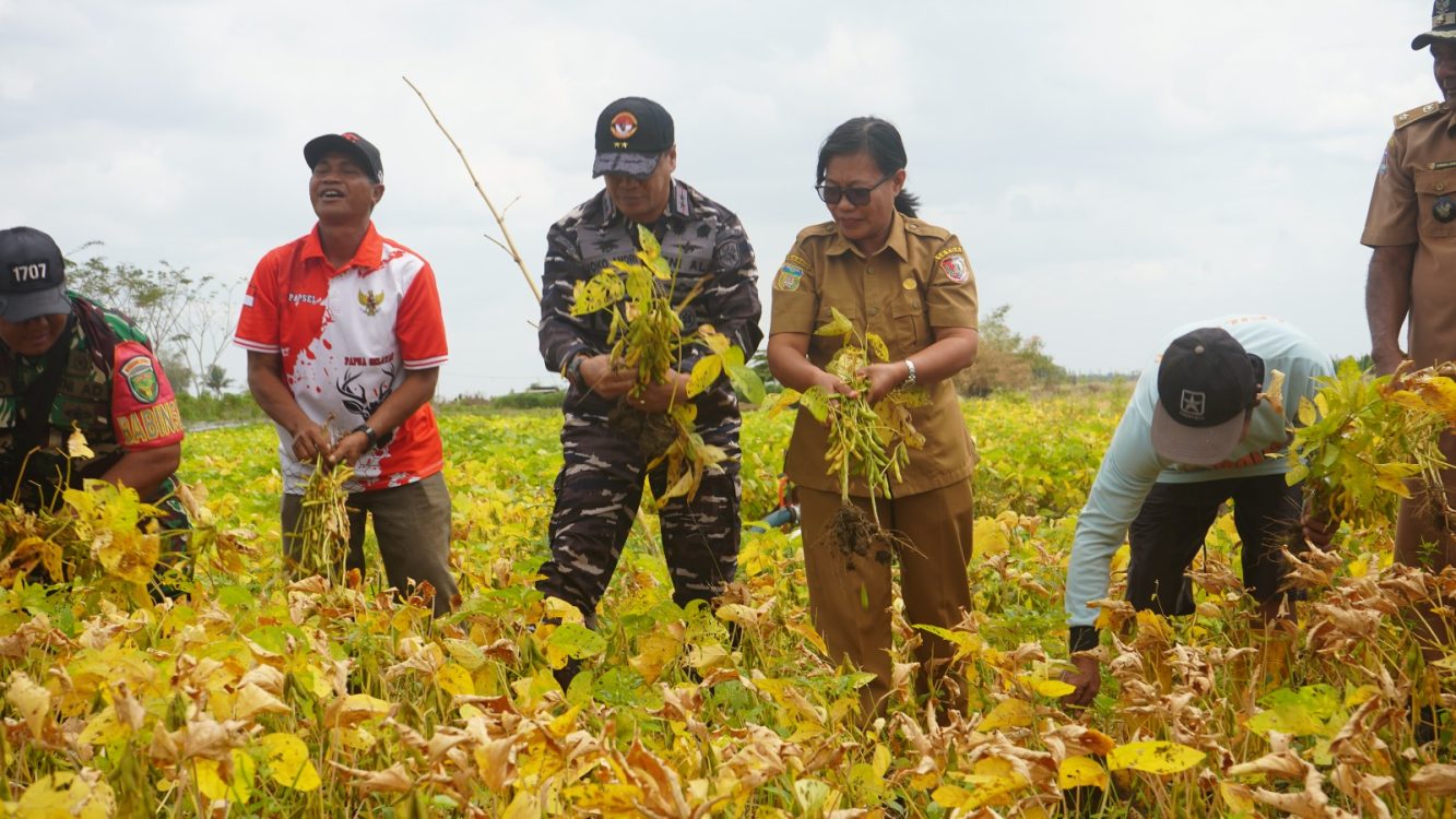 : Komando Daerah Angkatan Laut (Kodaeral) XI melalui panen raya kedelai di lahan binaan Kodaeral XI, Kampung Kumbe, Distrik Malind, Kabupaten Merauke, Papua Selatan, Senin (14/9/2026), Foto: Get/McMrk