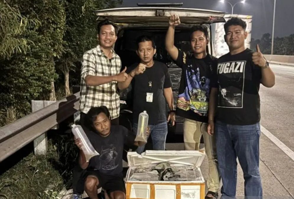 Polda Metro Jaya Berhasil Gagalkan Penyeludupan 150 Ribu Benih Bening Lobster
