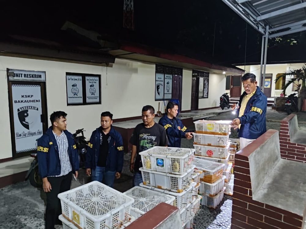 Polisi Gagalkan Modus 1.106 Burung Disembunyikan di Truk Sapi