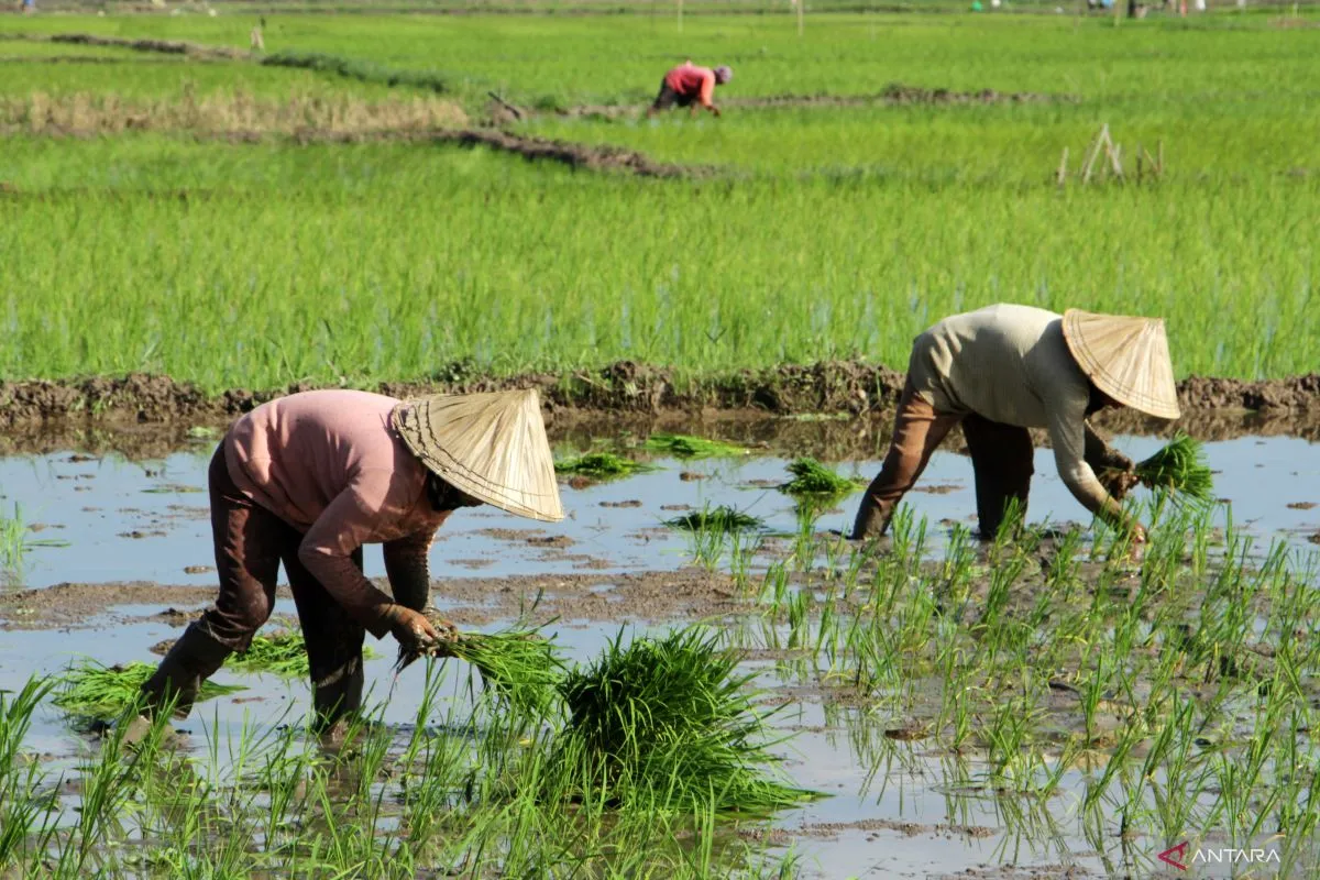 RUU Reforma Agraria Dinilai Efektif Pangkas Ketimpangan Penguasaan Tanah