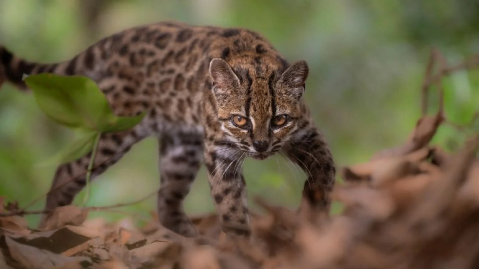 Spesies Kucing Harimau Baru Ditemukan di Bolivia, Pertama dalam Lebih dari Seabad