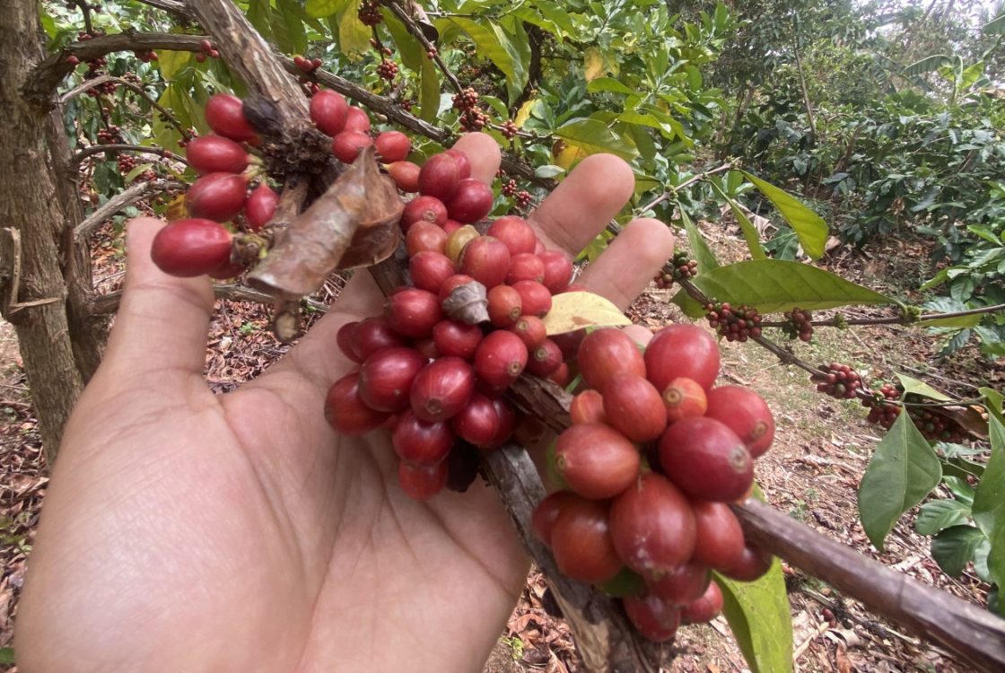 UGM dan Unmus Tingkatkan Produktivitas Kopi di Kawasan Transmigrasi Muting