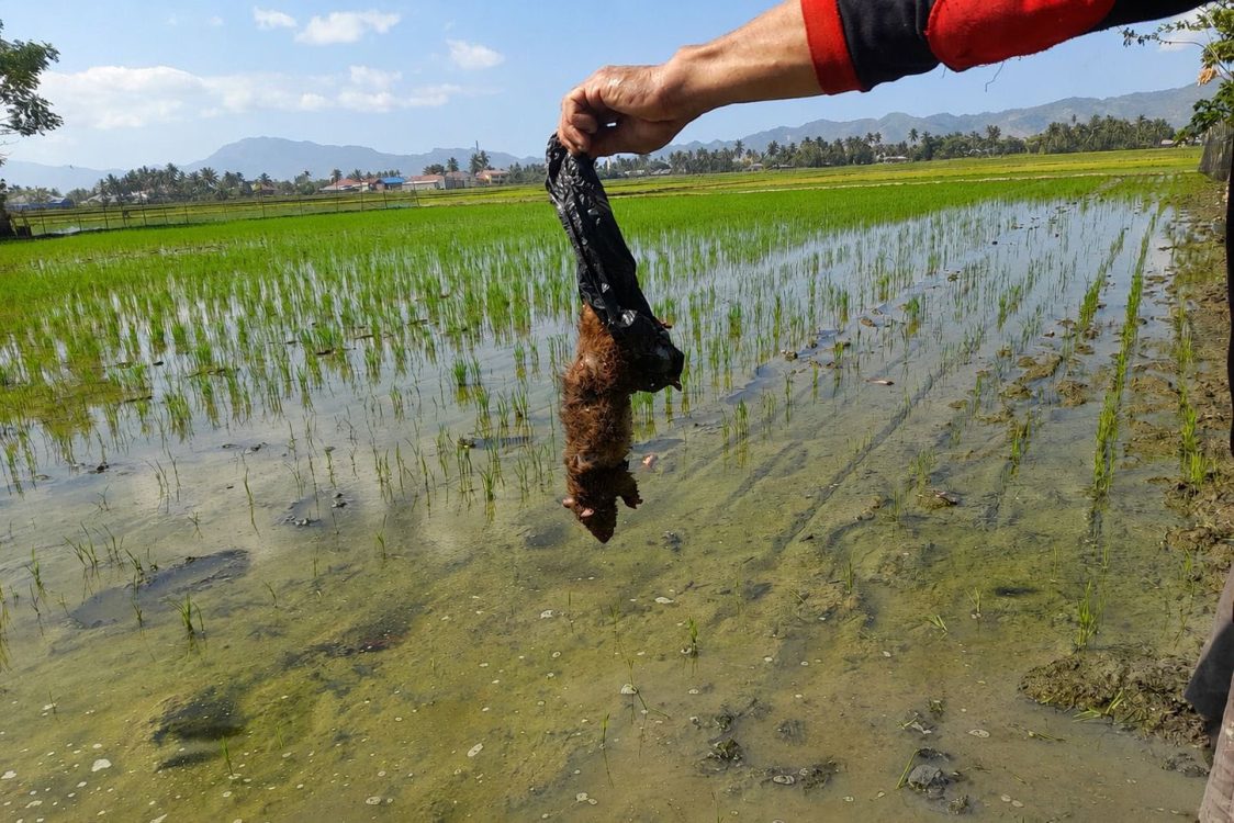 : Temuan tikus yang menyerang pertanaman padi di kabupaten Gorontalo. (foto Oman)