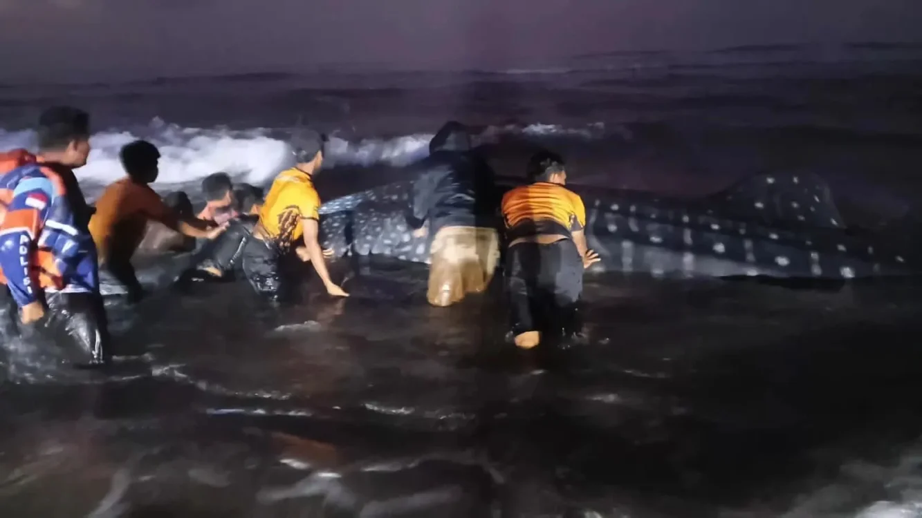 Hiu Tutul 6 Meter Terdampar di Pantai Parangkusumo, Evakuasi Terkendala Ukuran Tubuh dan Air Surut
