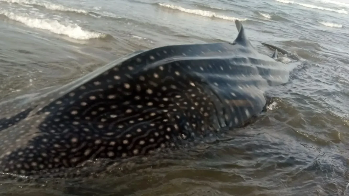 Warga Temukan Hiu Tutul 6 Meter di Pantai Parangkusumo Bantul Saat Mencari Ikan
