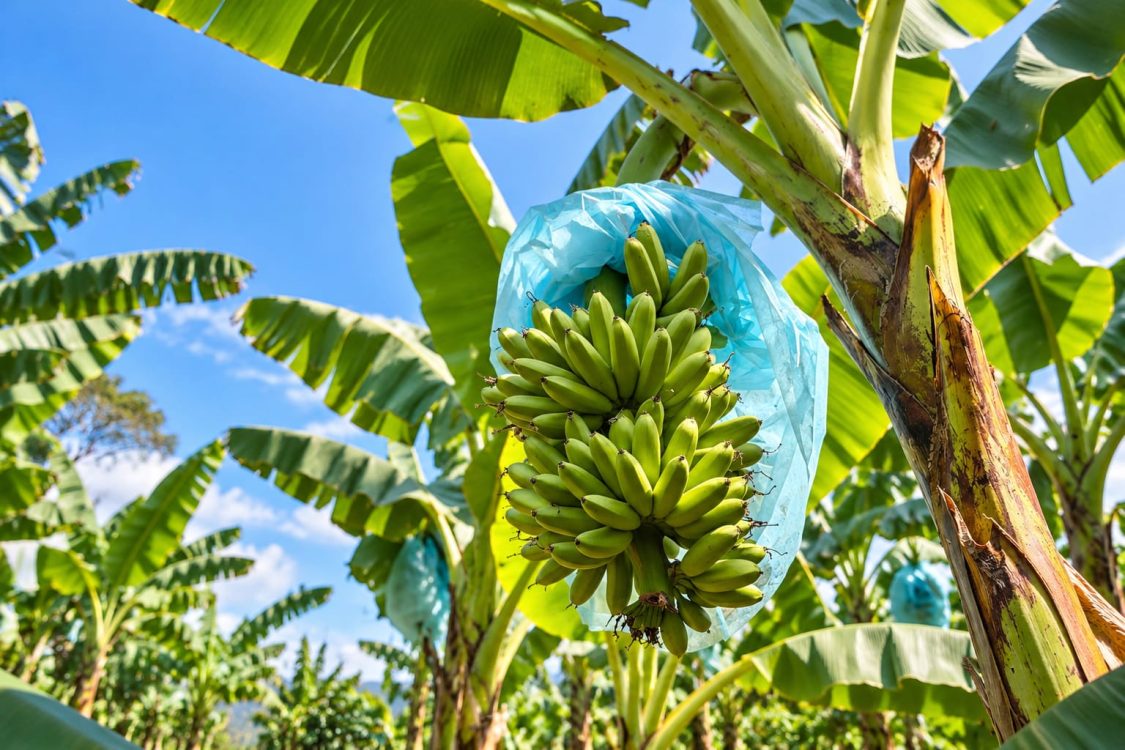 : Ilustrasi komoditas hortikultura di tengah kondisi kering yang disebabkan oleh fenomena El Nino. .(Kominfo Lumajang/Ardi)