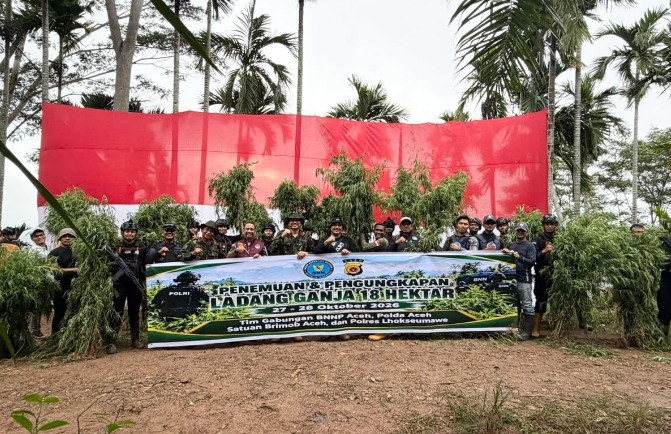 Polda Aceh Berhasil Ungkap 18 Hektare Ladang Ganja di Aceh Utara