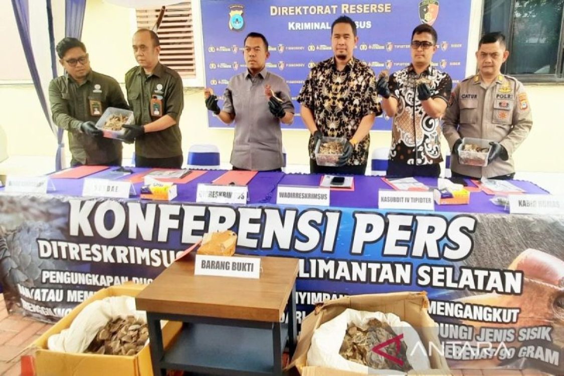 Polda Kalsel Bongkar Sindikat Perdagangan Sisik Trenggiling Lintas Provinsi