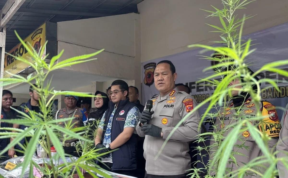 Polrestabes Bandung Bongkar Budidaya Ganja di Atap Rumah, Pria 55 Tahun Diamankan