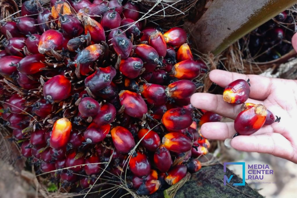 Simak Harga TBS Swadaya Riau Periode 28 Oktober–3 November 2026