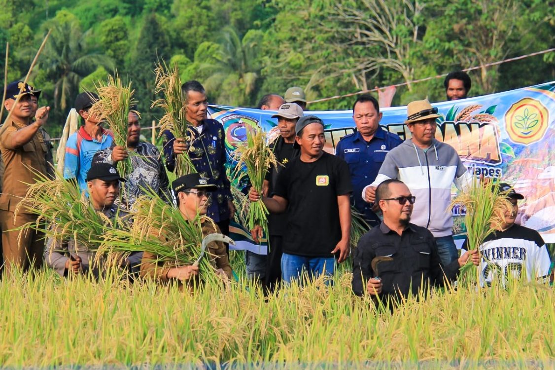 : Menyikapi anjloknya angka surplus beras daerah akibat cuaca ekstrem dan dampak aktivitas pertambangan, Bupati Parigi Moutong Erwin Burase memimpin panen perdana padi di lahan Cetak Sawah Rakyat seluas lima hektare di Desa Kasimbar, Selasa (6/10/2026).