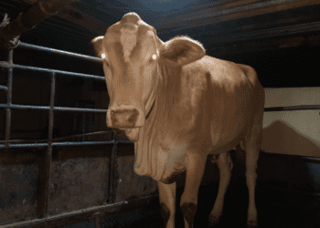 Sapi betina putih tanpa tanduk yang berhasil diamankan oleh Polsek Dlingo sebagai barang bukti dalam kasus pencurian sapi di Dlingo