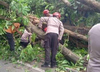 Petugas Kepolisian Melakukan Evakuasi Korban Tertimpa Pohon di Sleman