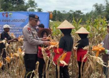 Brimob Polda Jabar dan Petani Tasikmalaya Gelar Panen Raya Jagung