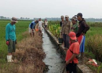 Kelompok Tani Nglahar Lakukan Gropyokan Tikus untuk Cegah Gagal Panen